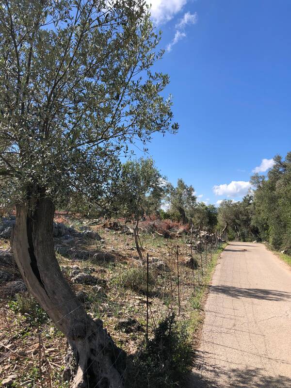 Paseo por Es Cocons hacia la comuna de Bunyola en Mallorca.